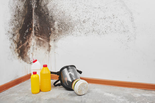Best Attic Mold Remediation in Chalfont, PA