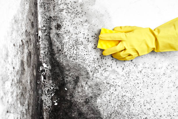 Best Mold Testing and Inspection Services in Chalfont, PA