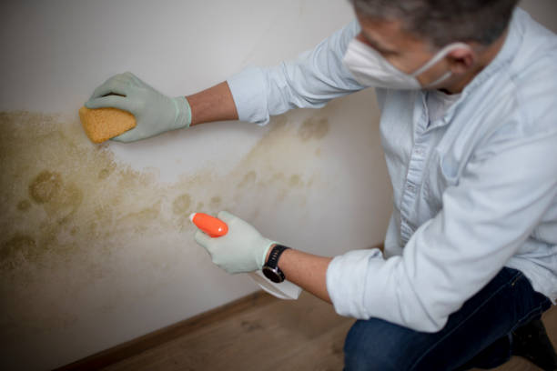 Best Residential Mold Remediation in Chalfont, PA