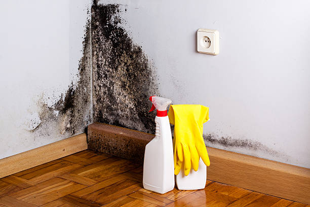 Best Emergency Mold Remediation in Chalfont, PA