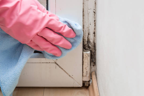 Best Commercial Mold Remediation in Chalfont, PA